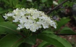 Blackhaw Viburnum - 3 Pack Of 1.5 Quart Pots -Outlet The Ever Garden Store viburnum prunifolium black haw 9
