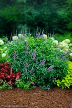 Blue Diddley Dwarf Chaste Tree (Vitex Agnus-castus) - 1 Gallon Pot -Outlet The Ever Garden Store vitex agnus castus blue diddley 22