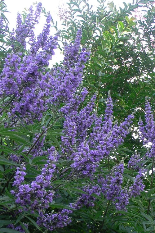 Shoal Creek Chaste Tree (Vitex) - 6 Pack Of 1 Gallon Pots 1 Shoal Creek Chaste Tree (Vitex) - 6 Pack Of 1 Gallon Pots