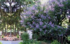 Shoal Creek Chaste Tree (Vitex) - 5 Gallon Pot -Outlet The Ever Garden Store vitex agnus castus shoal creek chaste tree 53 2