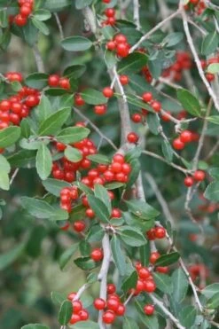 Weeping Yaupon Holly (Ilex Vomitoria 'Pendula') - 7 Gallon Pot (4-5') -Outlet The Ever Garden Store yaupon holly weeping 13