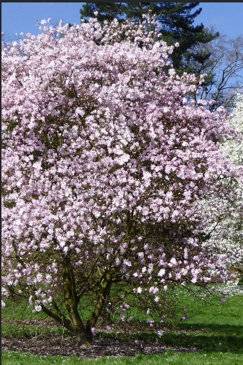 Outlet The Ever Garden Store -Outlet The Ever Garden Store 1 1