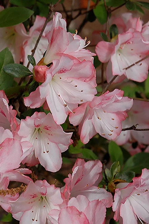 Outlet The Ever Garden Store -Outlet The Ever Garden Store 2