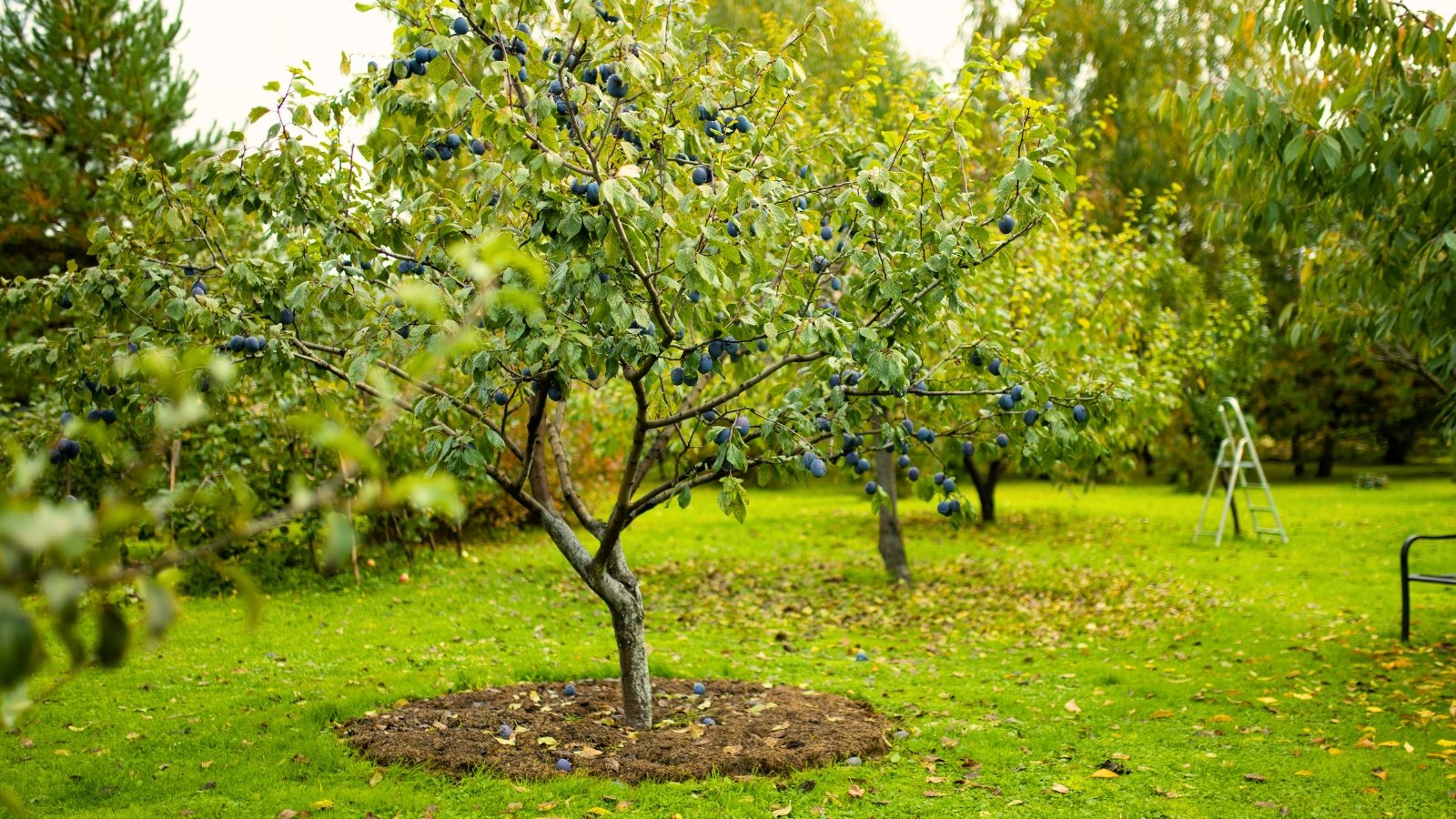 Outlet The Ever Garden Store -Outlet The Ever Garden Store fall fruit tree care